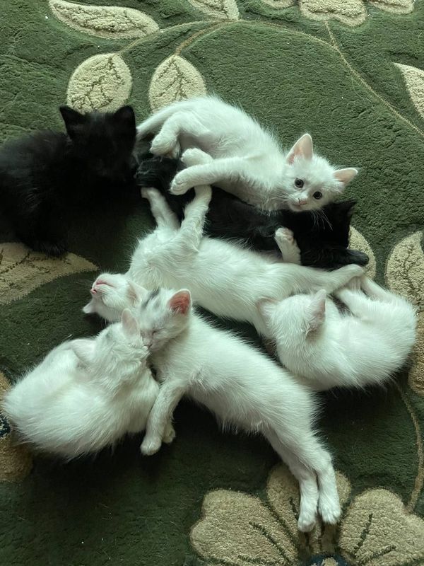 Котята домашние Котята домашние