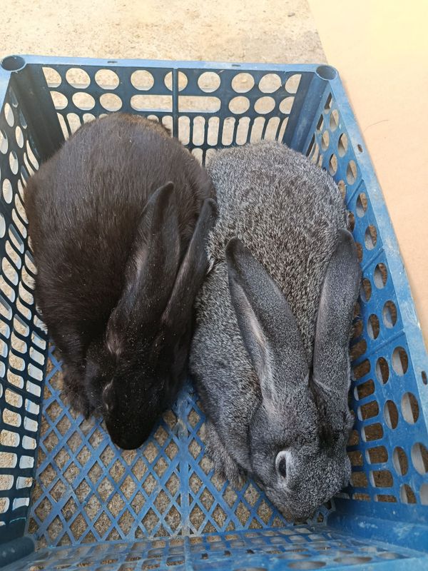 4 oyli velikan quyonla 4 oyli velikan quyonla