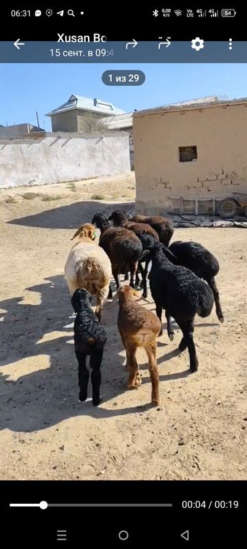 Qòy qòchqor 80/-85kg 2 ta  ona bolla qoy bozoz qoy