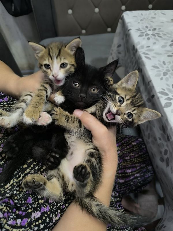 Отдам котят в хорошие руки. Отдам котят в хорошие руки.