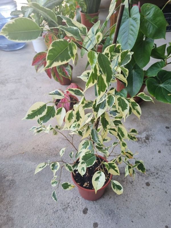 Ficus benjamina arzon narxda Ficus benjamina arzon narxda