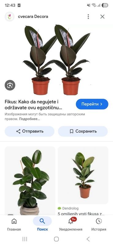 Xonaki chiroyli gullar sotiladi Xonaki chiroyli gullar sotiladi