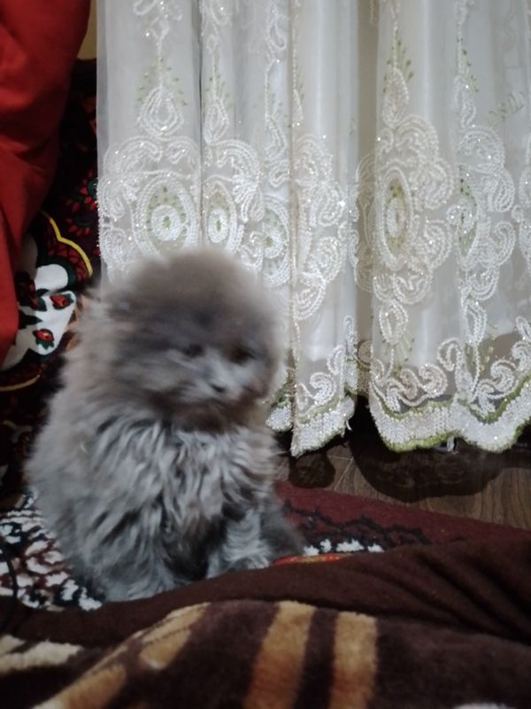 Mushukcha scottish fold sotiladi.1,5 oylik.Sog'lom va yoqimtoy