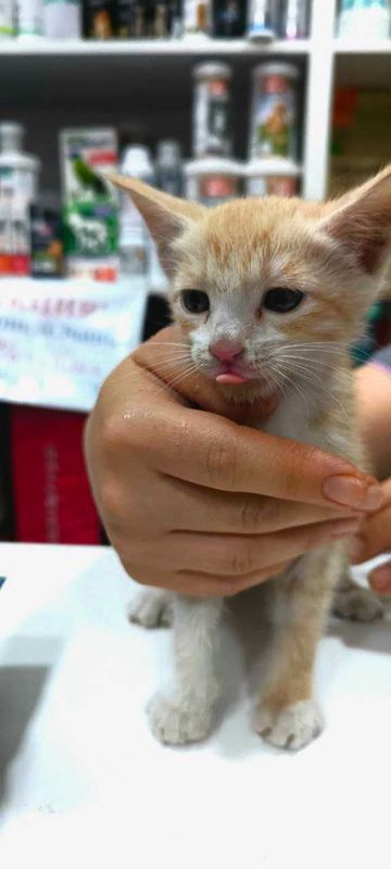 Котенок в добрые руки Котенок в добрые руки