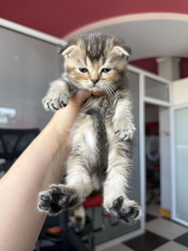 Котята золотой и серебристой шиншиллы Котята золотой и серебристой шиншиллы