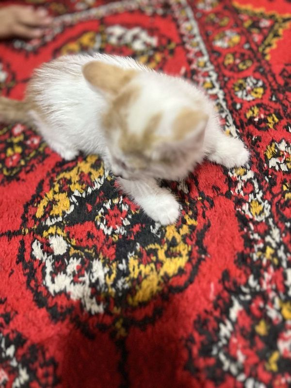 Uyda boqilgan mushuk toza dim aqlli chagaga chiqadi o’rgatilgan