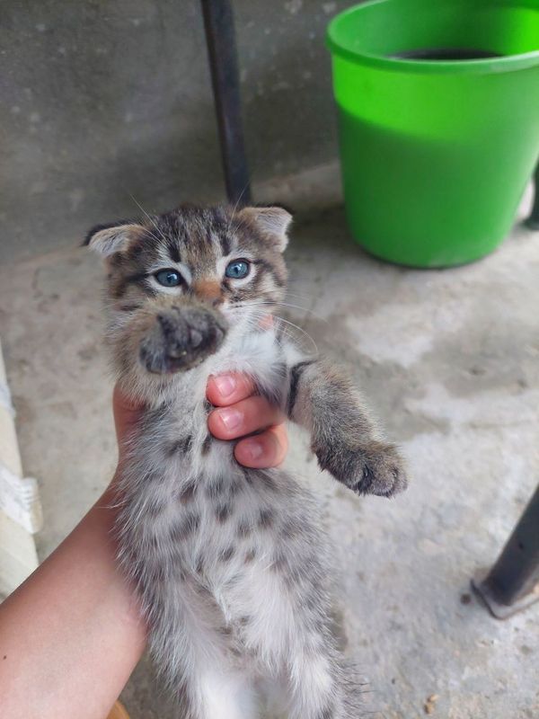 Продам вислоухих котят Продам вислоухих котят