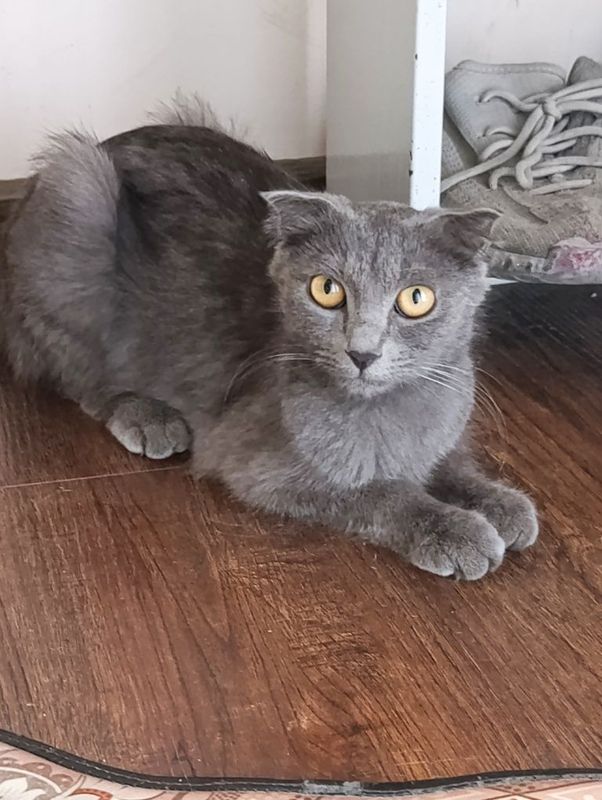 Веслоухие котята