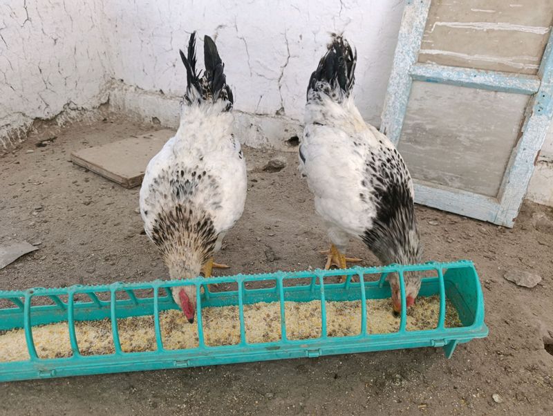 7oylik adler xoʻrozlari sotiladi 7oylik adler xoʻrozlari sotiladi