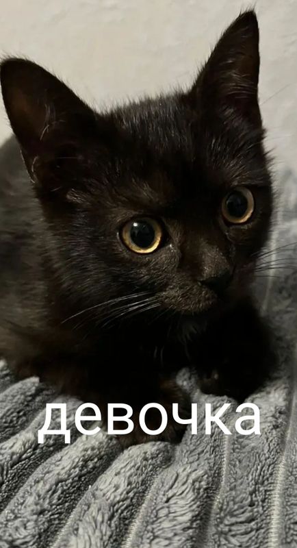 Продается кошечка талисман в дом,ей 2 месяца и несколько дней Продается кошечка талисман в дом,ей 2 месяца и несколько дней