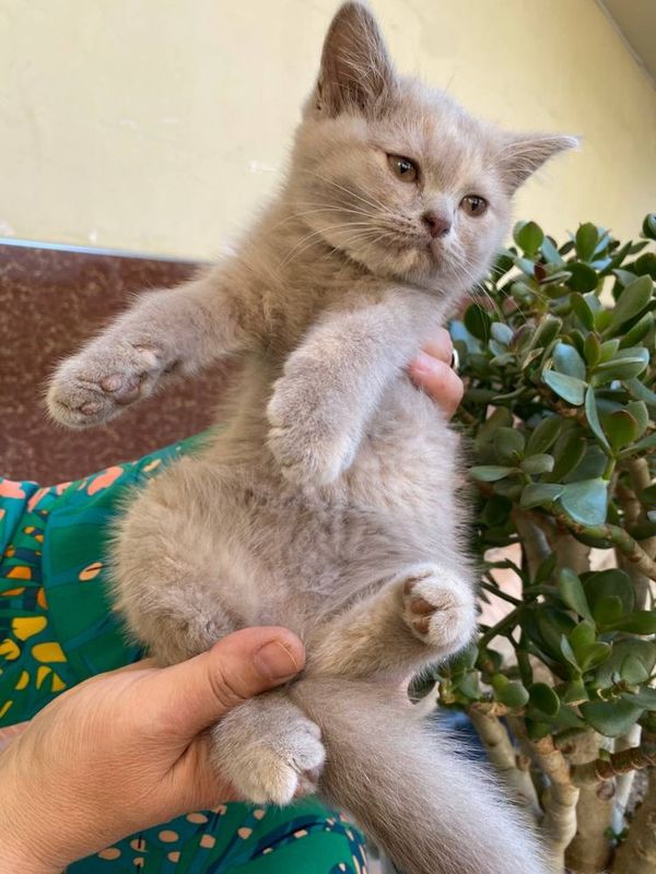 Чистокровные котята скоттиш страйт Чистокровные котята скоттиш страйт