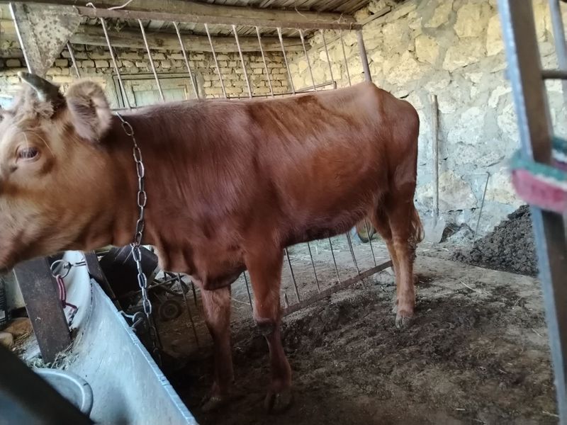 Mol sotiladi kelishilgan xolda Mol sotiladi kelishilgan xolda