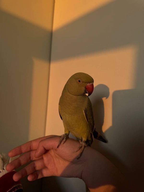 Totiqush uchib ketdi Totiqush uchib ketdi