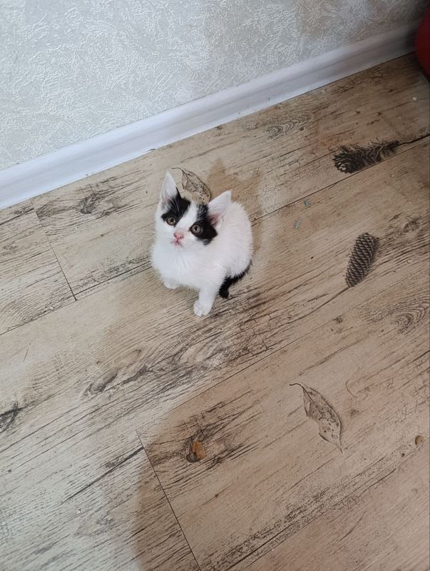 Котенок бесплатно Котенок бесплатно