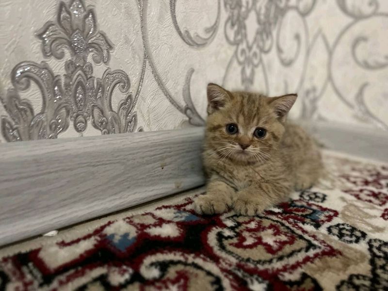 zotdor mushukchalar borzolotayashinshilla 2.5oylik zotdor mushukchalar borzolotayashinshilla 2.5oylik