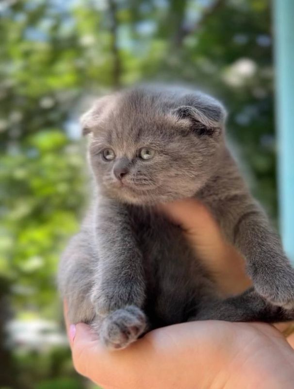 Породистые котята Породистые котята