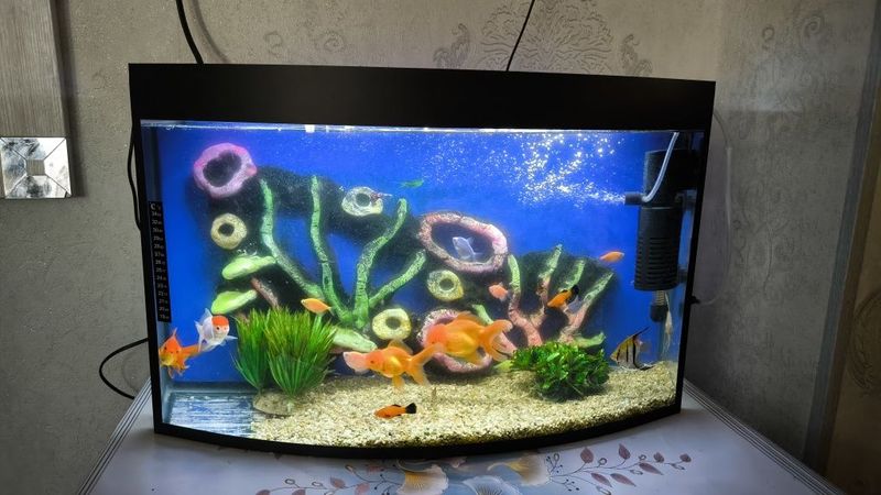 Akvarium sotiladi 50litr Akvarium sotiladi 50litr