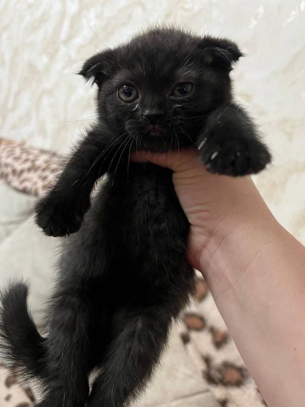 Продаются котята Продаются котята