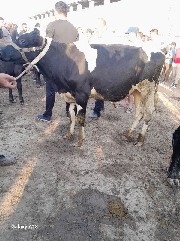 Buxoro viloyati jondor tuman