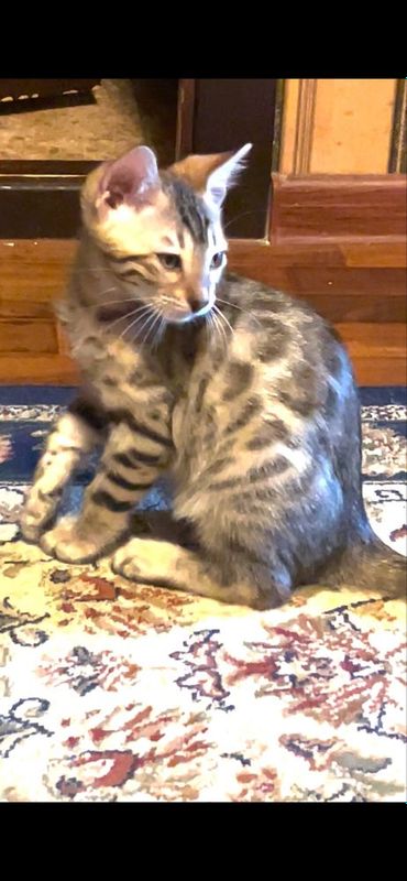 Котенок бенгалскый Котенок бенгалскый