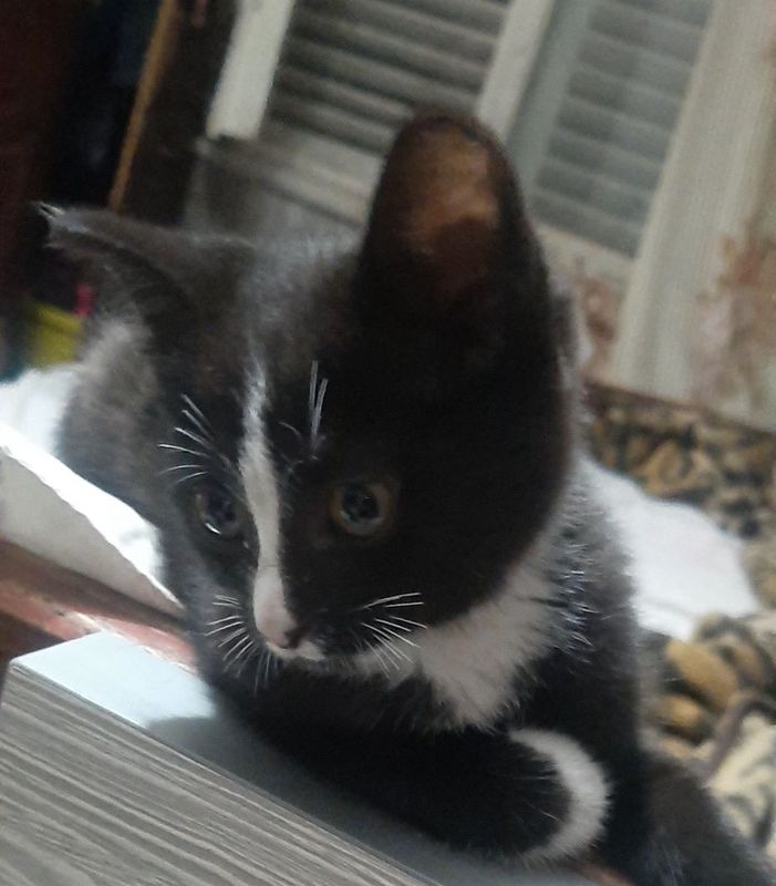 Котёнок в заботливые руки. Котёнок в заботливые руки.