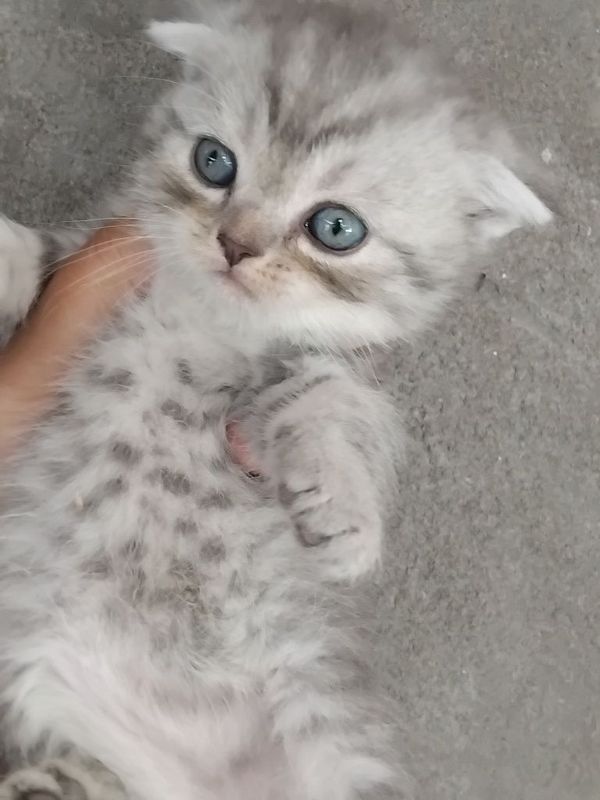 Скоттиш фолд котята Скоттиш фолд котята