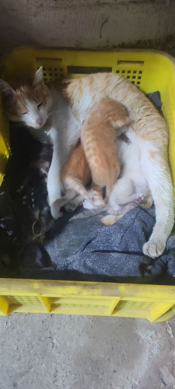 Котята, мушуклар, отдам даром Котята, мушуклар, отдам даром