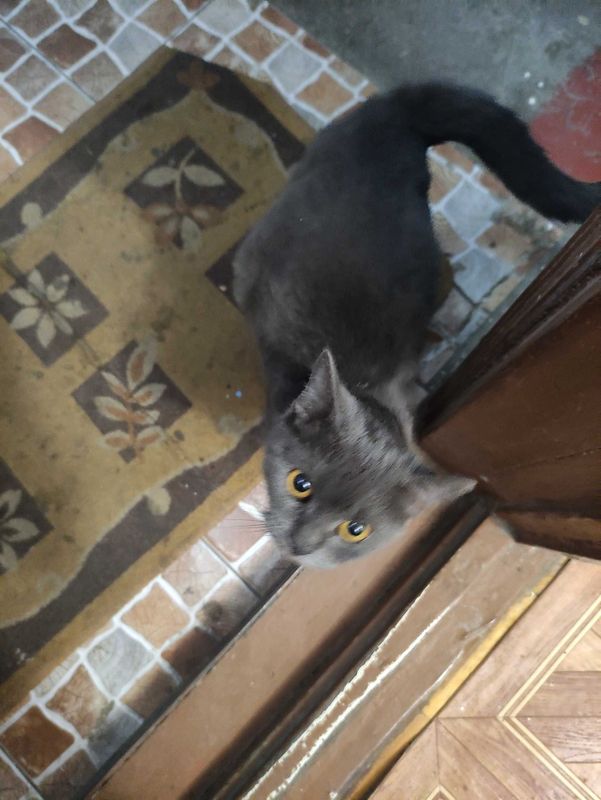 животные:кошки и коты животные:кошки и коты