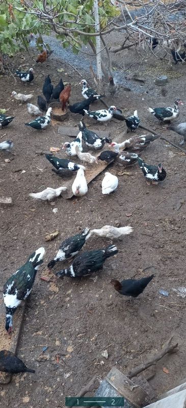 Indushka ba xorazi Indushka ba xorazi