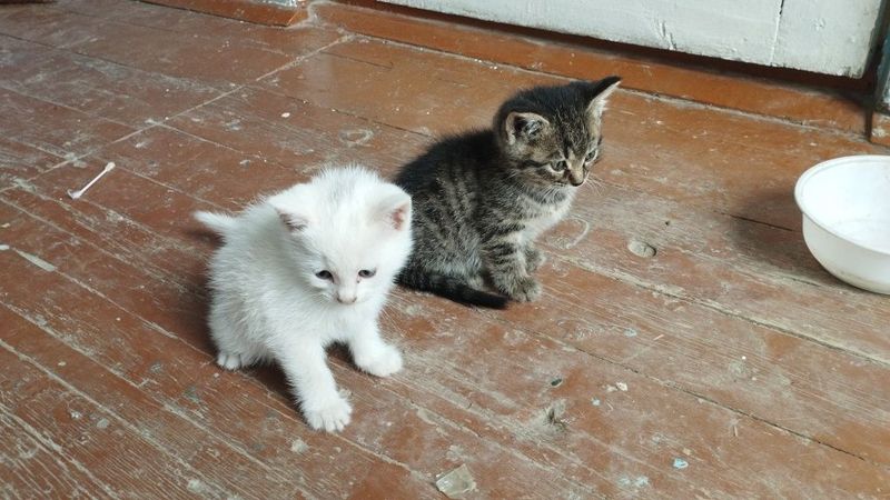 Mushukchalar Scottish fold Mushukchalar Scottish fold