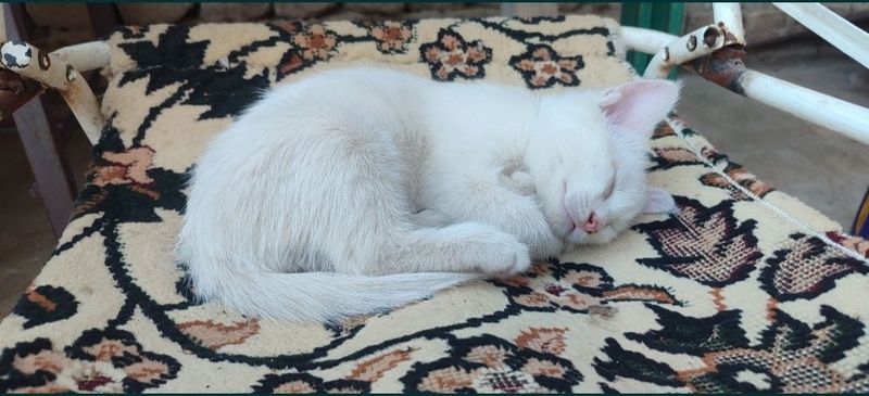 Mushuk kichkina hali sherimlari bor yana Mushuk kichkina hali sherimlari bor yana