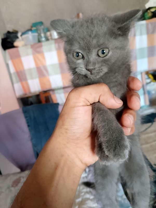 Mushuk