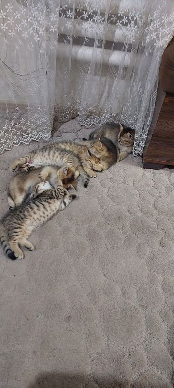 Продаются котята Продаются котята