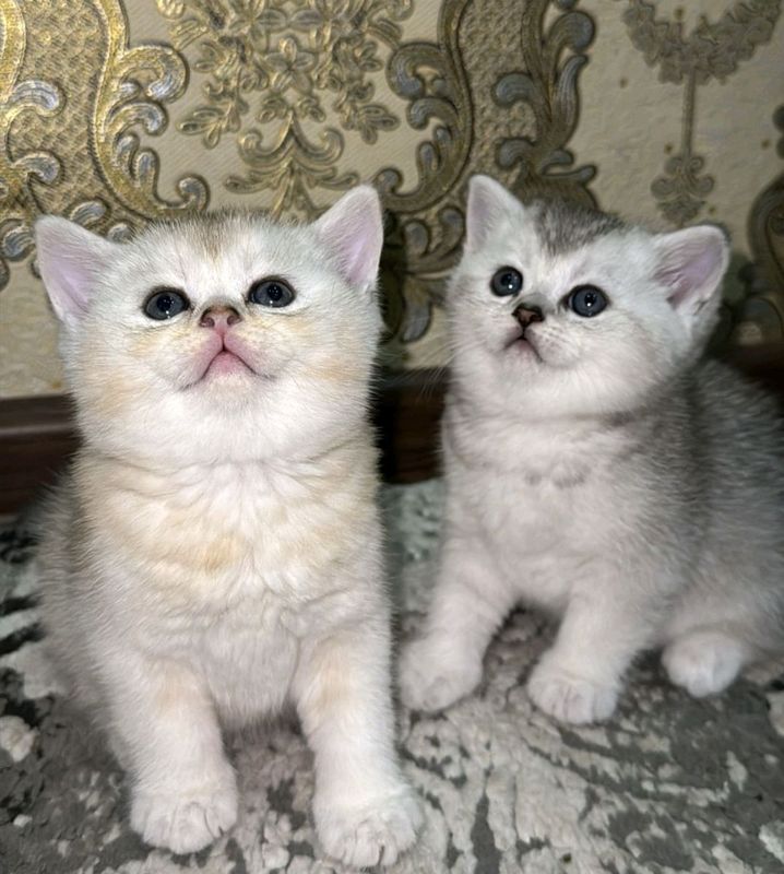 Скотиш фолд