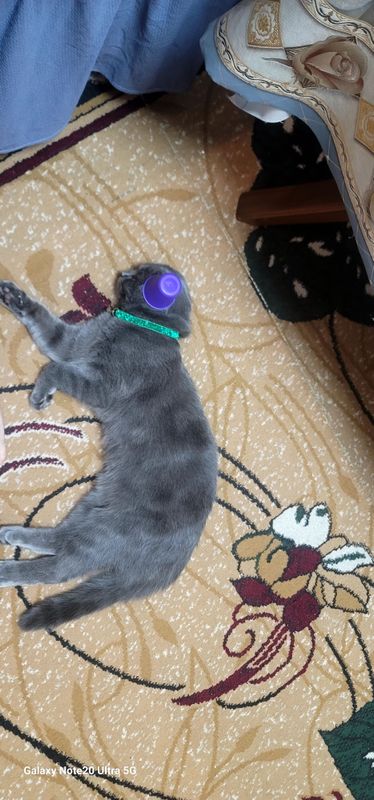 ищу подругу для кота ищу подругу для кота