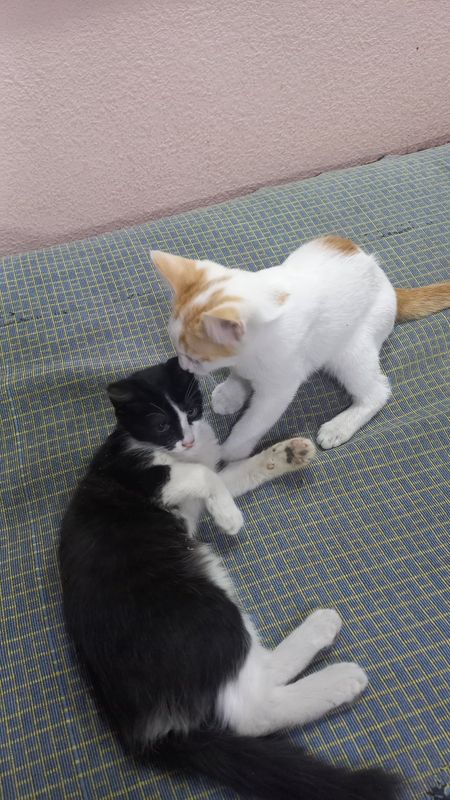Котята 3 месяца!!! Котята 3 месяца!!!