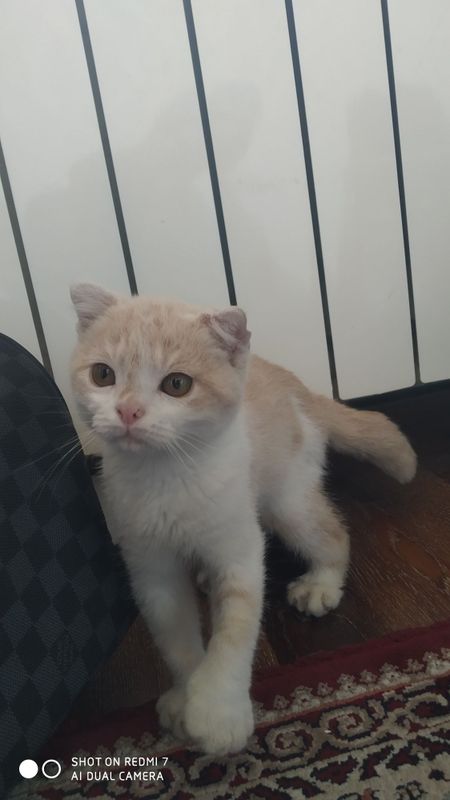 Mushuk sotiladi qiz bola Mushuk sotiladi qiz bola