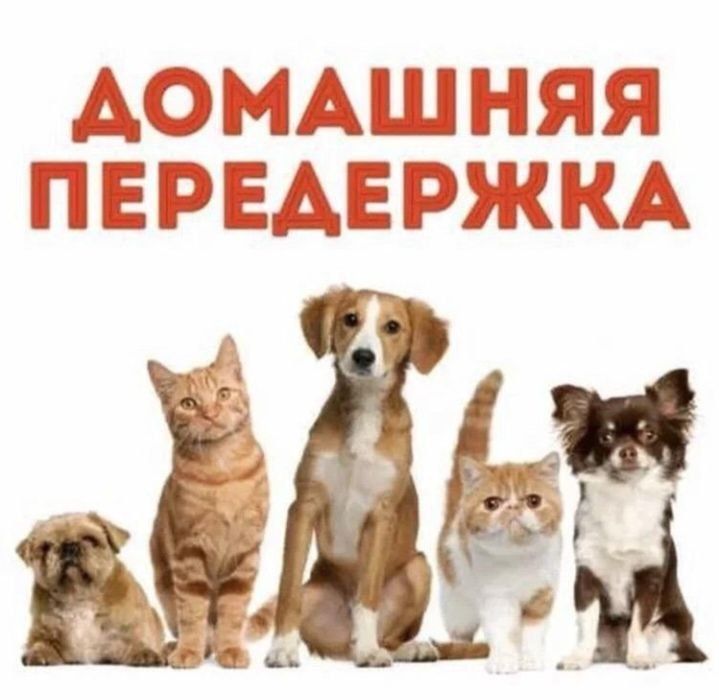 Беру животных на передержку Беру животных на передержку