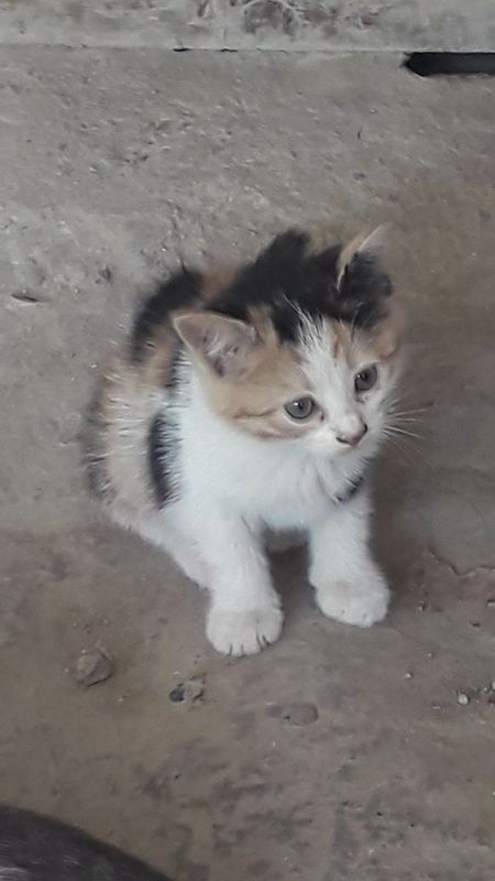 Котята 2 месячные самцы Котята 2 месячные самцы