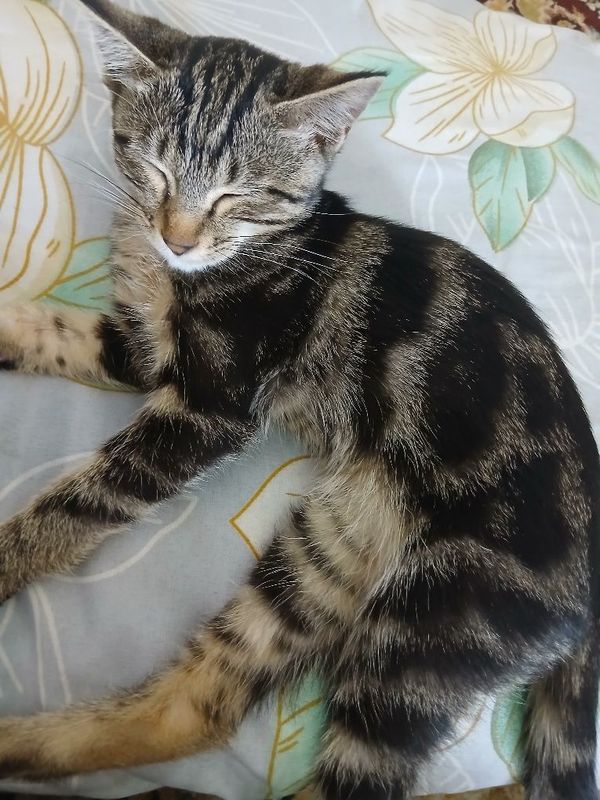 Bengal mushuk toza qonli