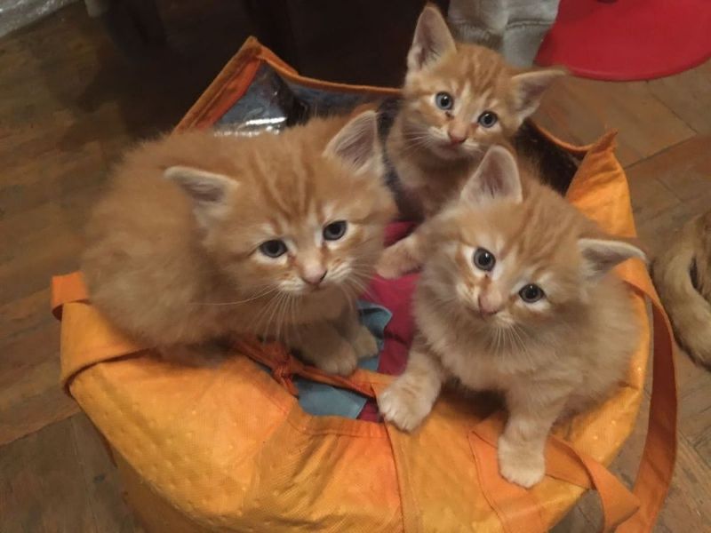 Котята ищут семью! Котята ищут семью!