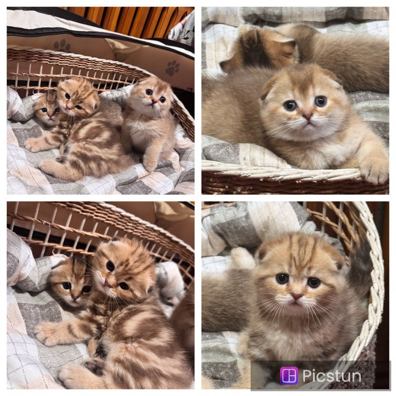 Продаются котята шотландской породы скоттиш фолд