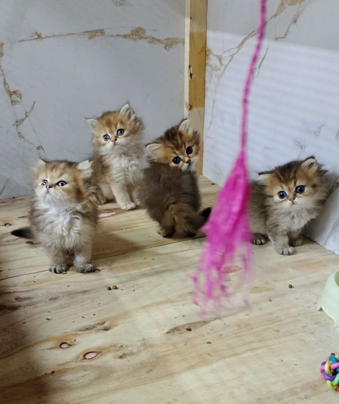 Акрас шиншила тигровинни
