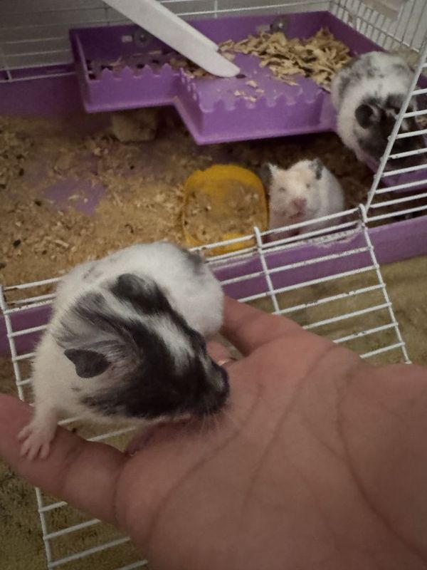 Homyak samka sotiladi Homyak samka sotiladi