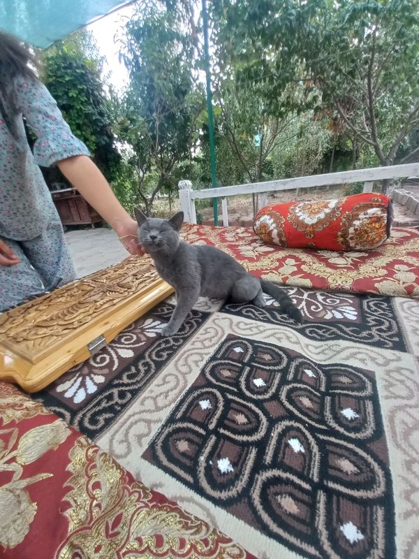uzbegiston