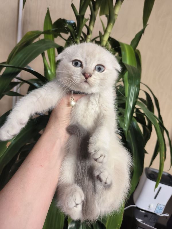 Шикарные крупные котята от правильной вязки