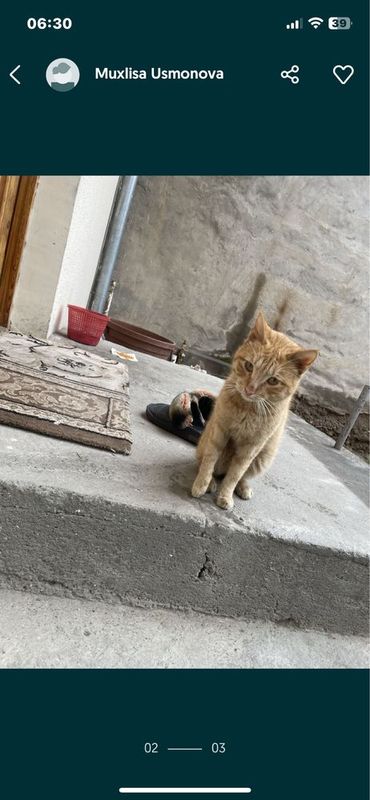 Mushuk srochniy sotiladi Mushuk srochniy sotiladi