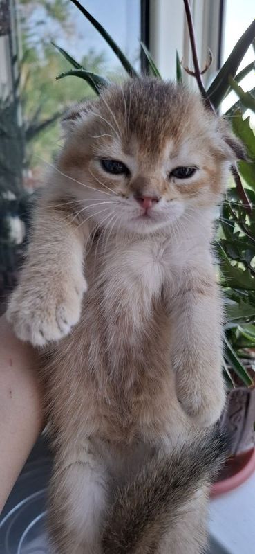 Котята скоттиш фолд от правильной вязки Котята скоттиш фолд от правильной вязки