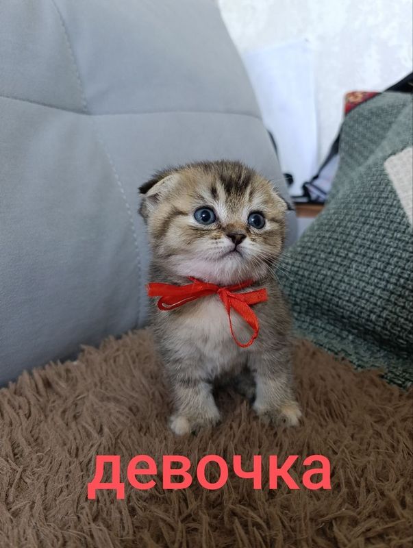 Продаются Шотландские котята правильной вязки Продаются Шотландские котята правильной вязки