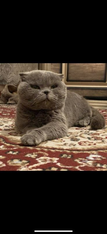 Кот Британский вислоухий Кот Британский вислоухий